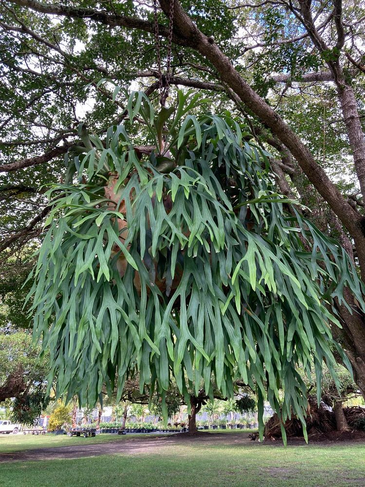 platycerium-bifurcatum-staghorn-fern
