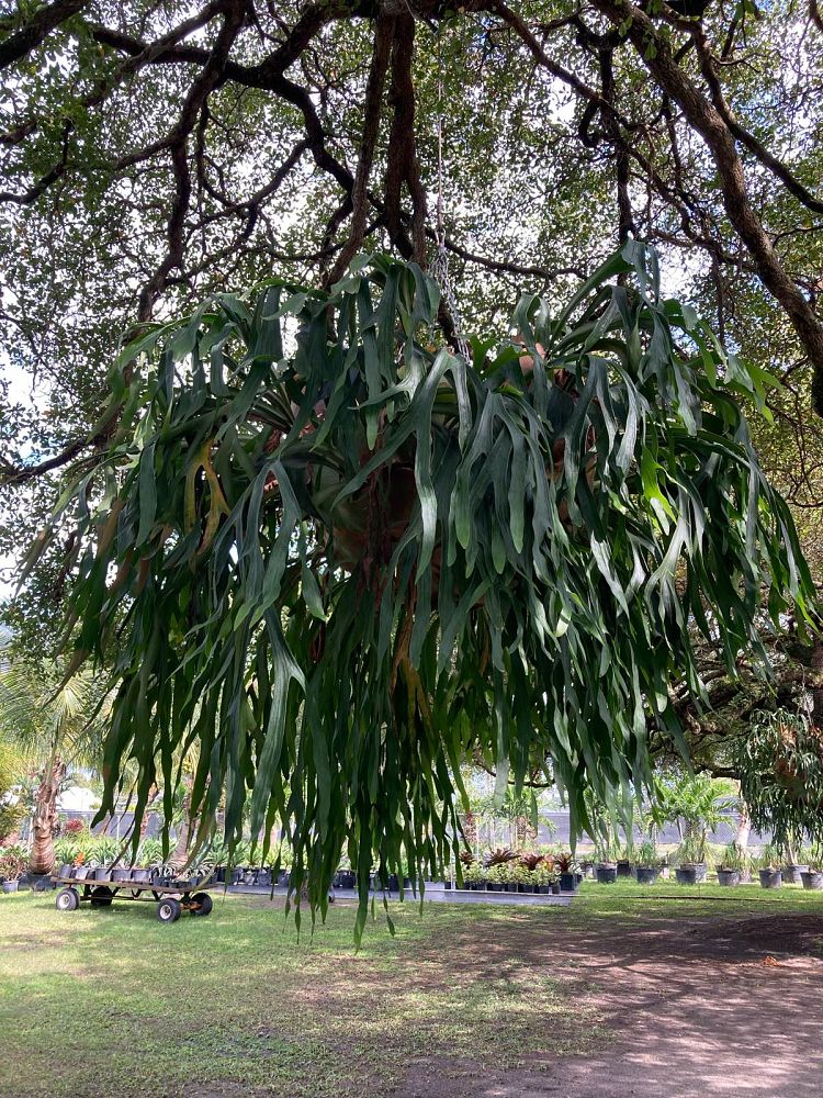 platycerium-bifurcatum-staghorn-fern