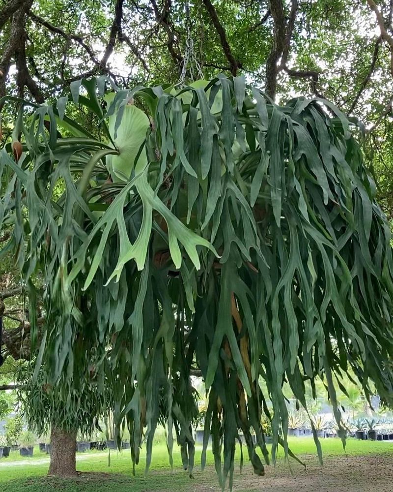 platycerium-bifurcatum-staghorn-fern