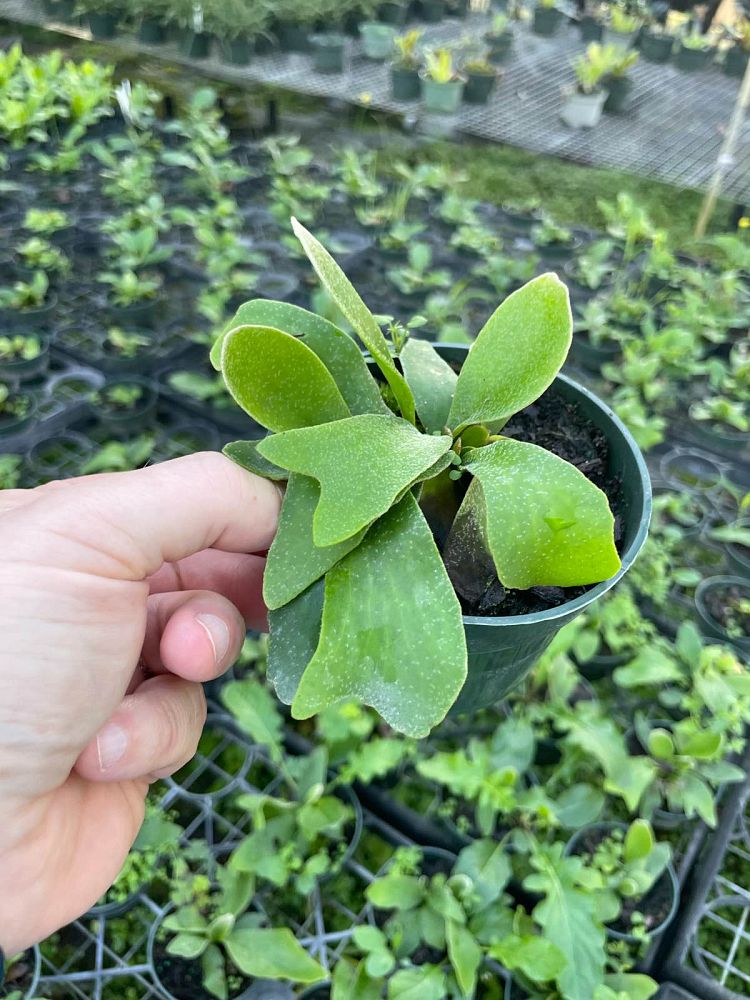 platycerium-bifurcatum-staghorn-fern