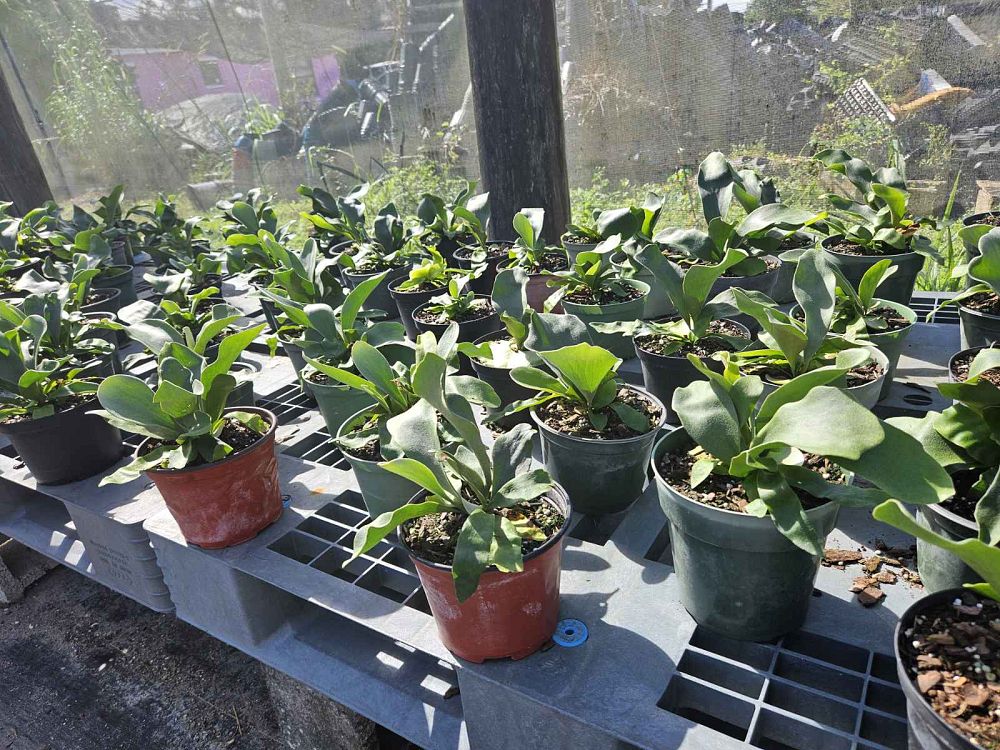 platycerium-bifurcatum-staghorn-fern