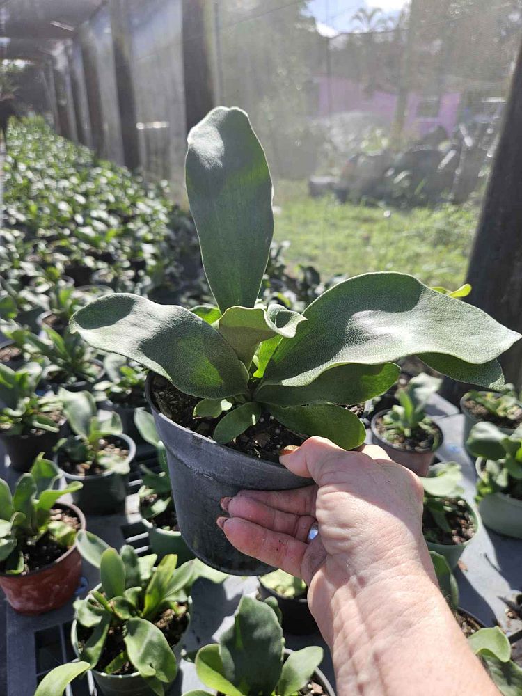 platycerium-bifurcatum-staghorn-fern