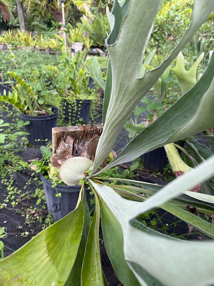 platycerium-bifurcatum-staghorn-fern