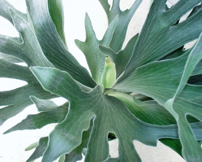 platycerium-staghorn-fern