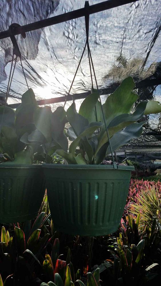 platycerium-staghorn-fern