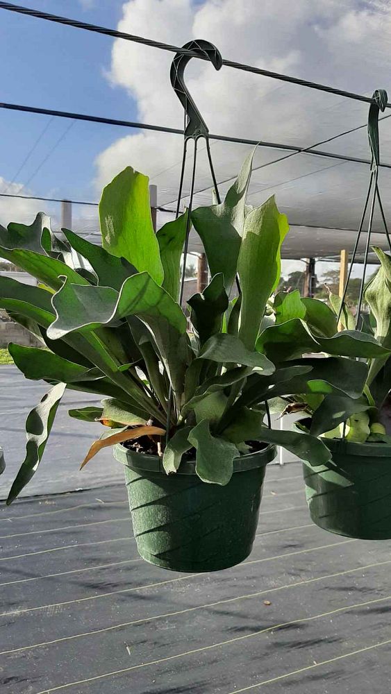 platycerium-staghorn-fern