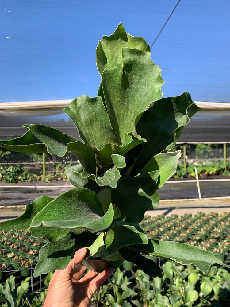 platycerium-staghorn-fern