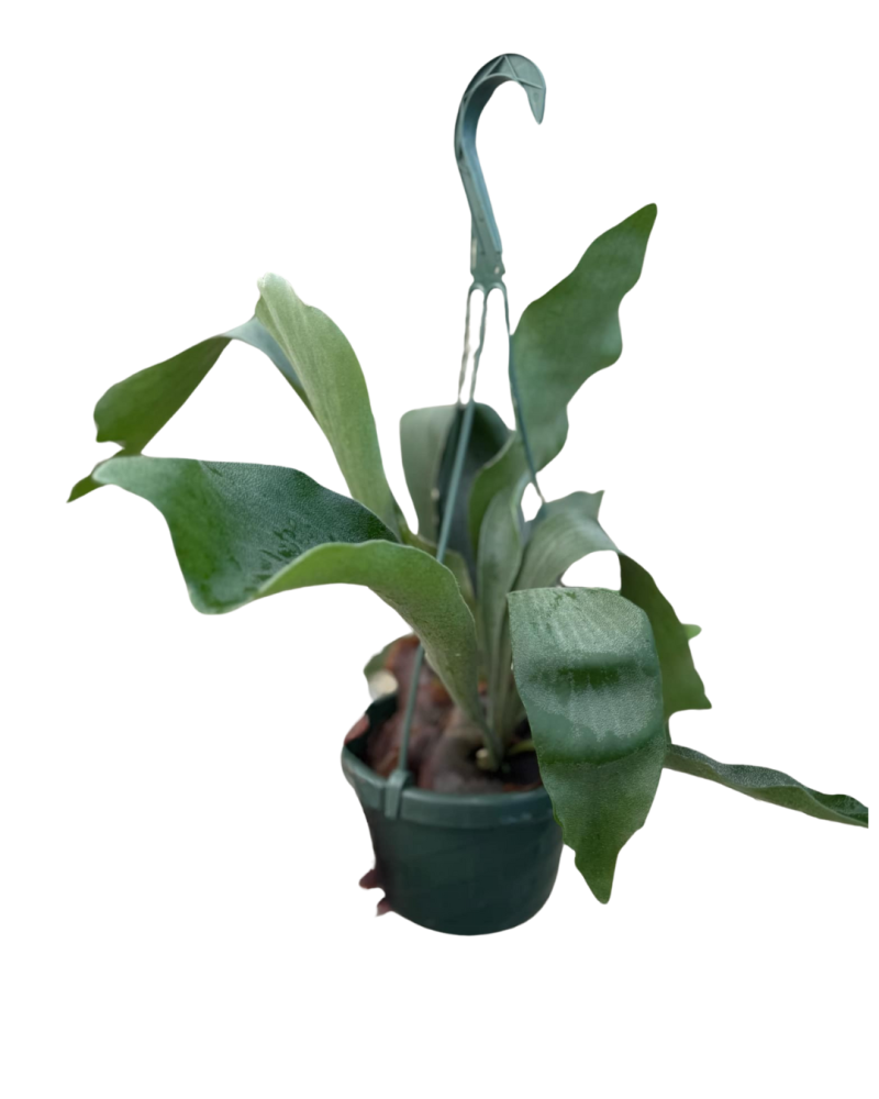 platycerium-staghorn-fern
