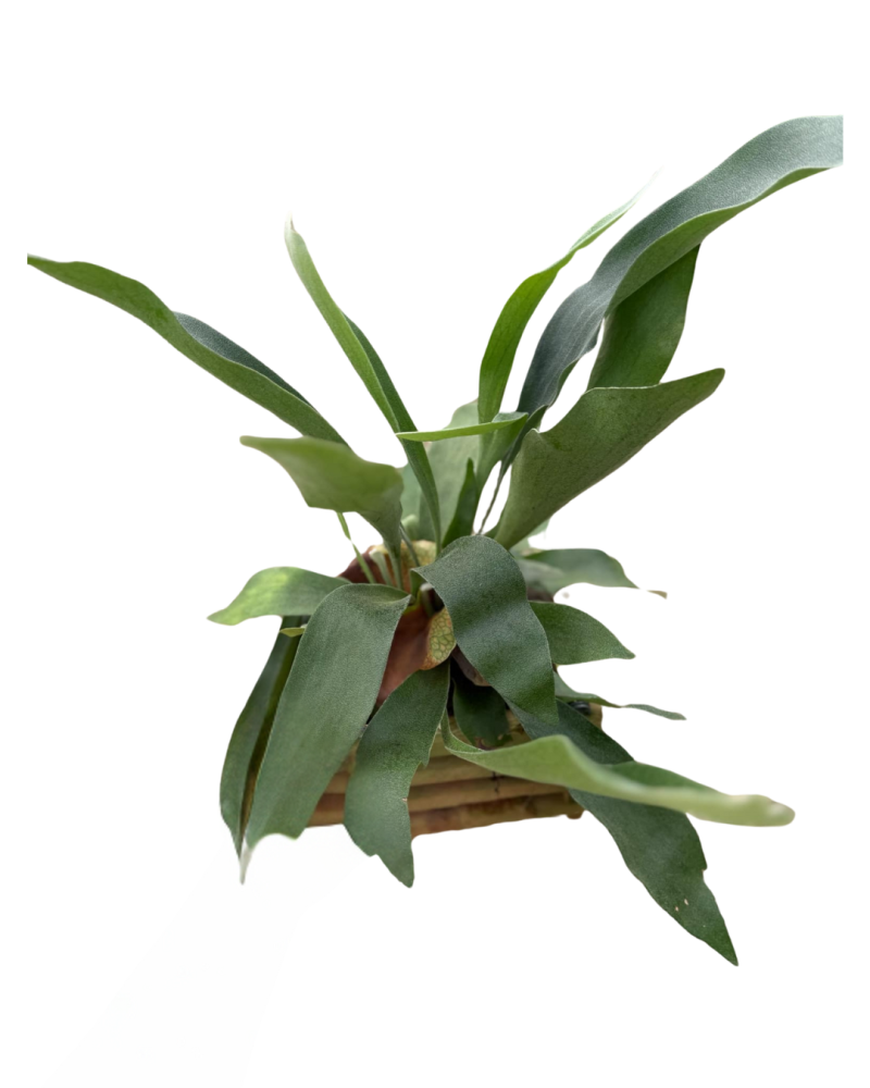 platycerium-staghorn-fern