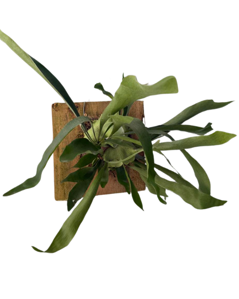 platycerium-staghorn-fern