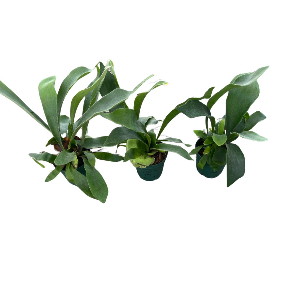 platycerium-staghorn-fern