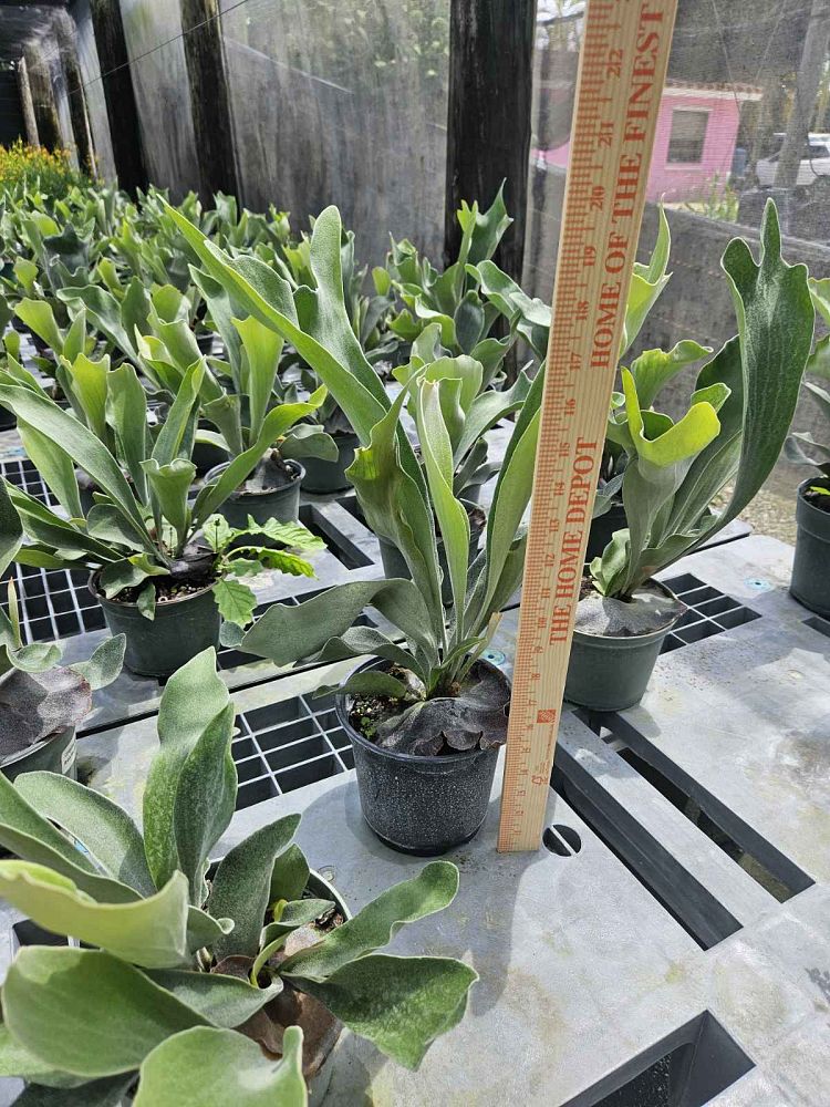 platycerium-staghorn-fern