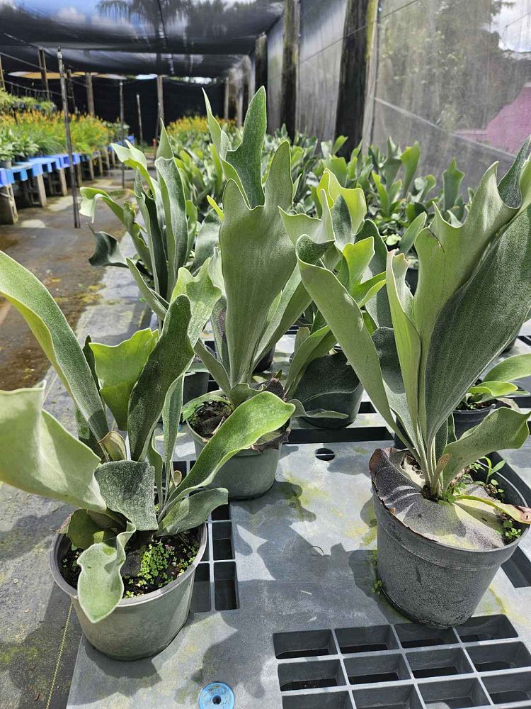 platycerium-staghorn-fern