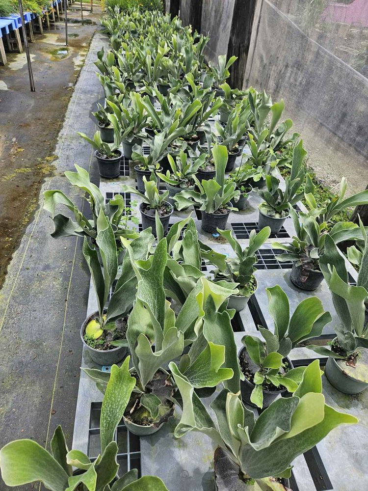 platycerium-staghorn-fern