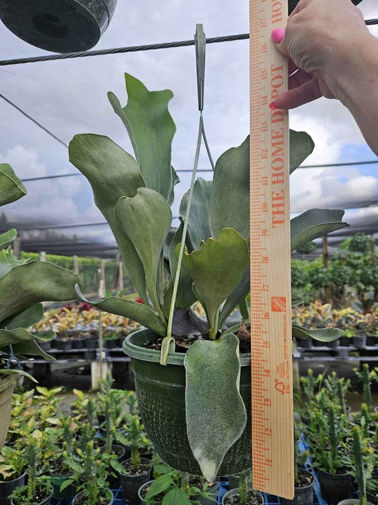 platycerium-staghorn-fern
