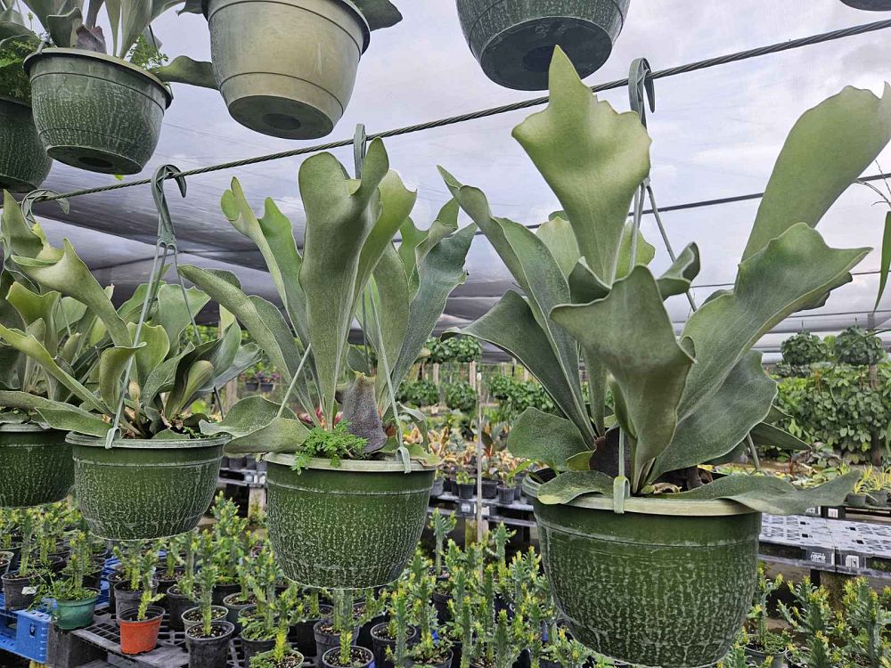 platycerium-staghorn-fern