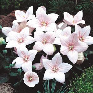 platycodon-grandiflorus-astra-pink-chinese-bellflower-japanese-bellflower-balloon-flower