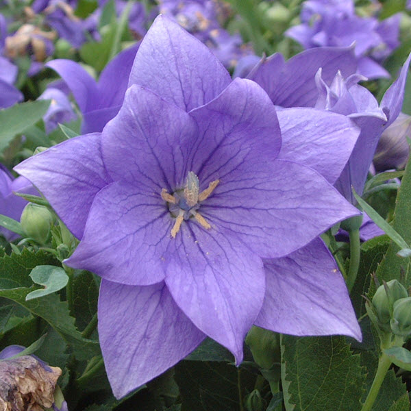 platycodon-grandiflorus-double-blue-chinese-bellflower-japanese-bellflower-balloon-flower
