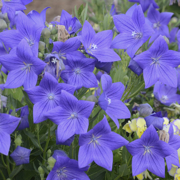 platycodon-grandiflorus-sentimental-blue-balloon-flower