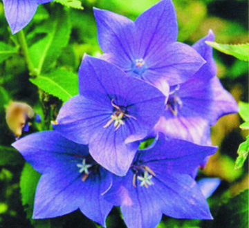 platycodon-grandiflorus-sentimental-blue-balloon-flower