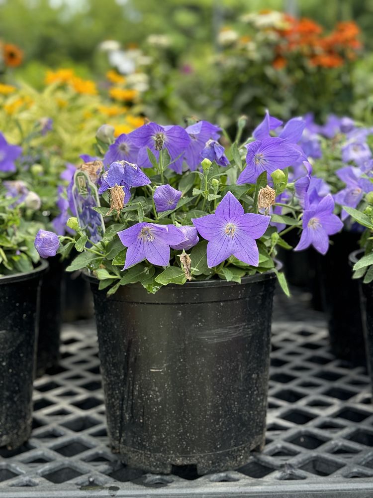 platycodon-grandiflorus-sentimental-blue-balloon-flower