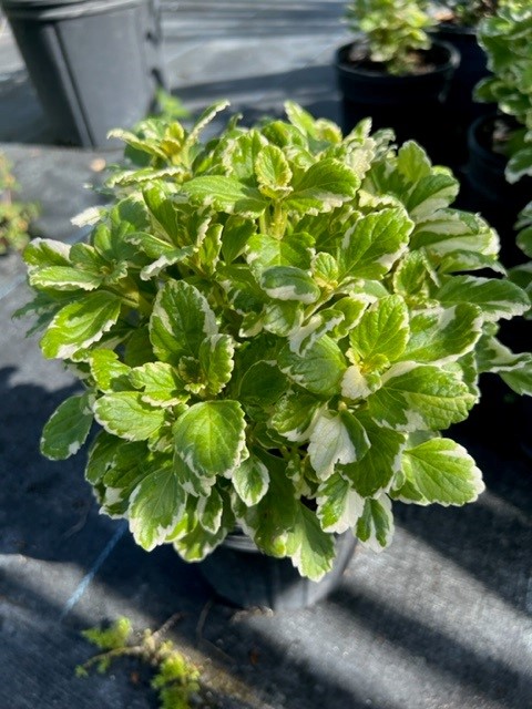 plectranthus-amboinicus-variegatus-spanish-thyme-cuban-oregano