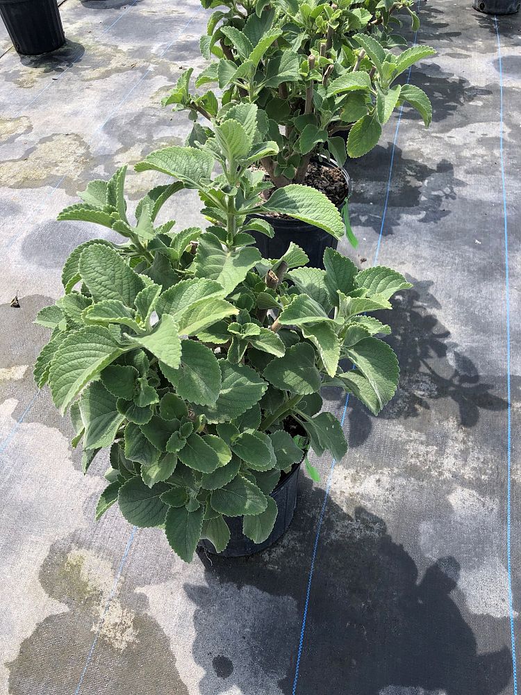 plectranthus-barbatus-false-boldo-plectranthus