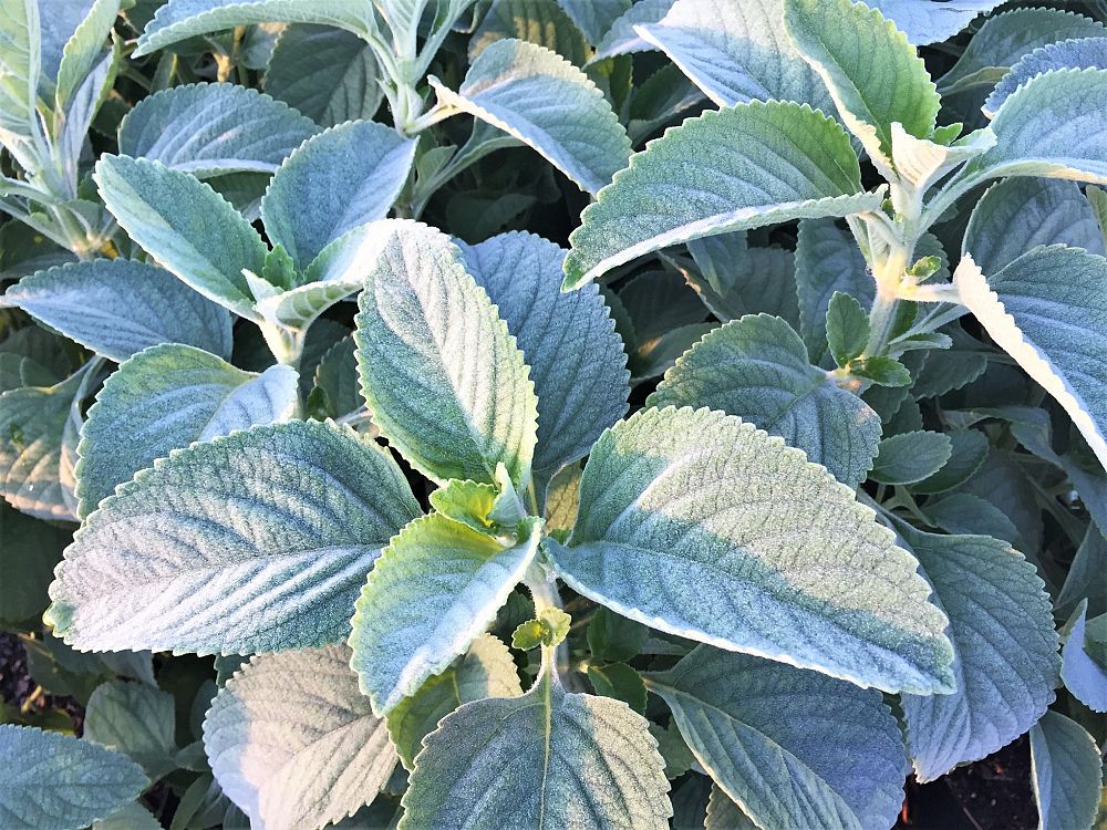 plectranthus-barbatus-false-boldo-plectranthus