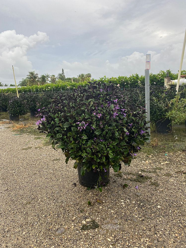 plectranthus-mona-lavender