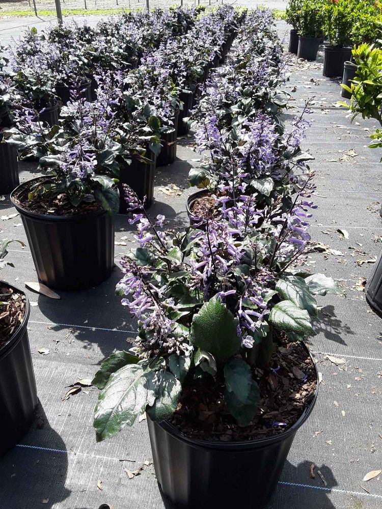 plectranthus-mona-lavender