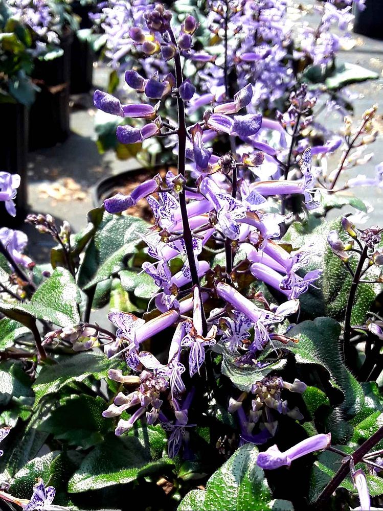 plectranthus-mona-lavender