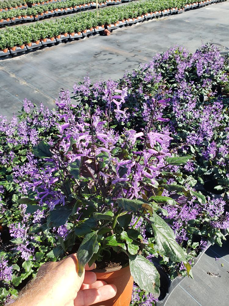 plectranthus-mona-lavender