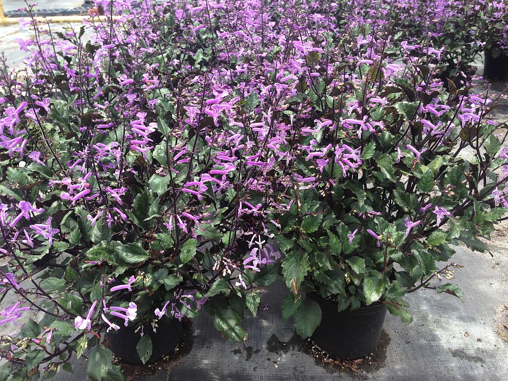 plectranthus-mona-lavender