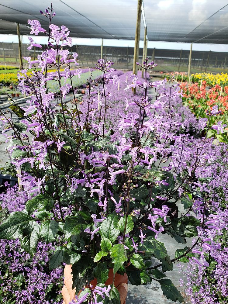 plectranthus-mona-lavender