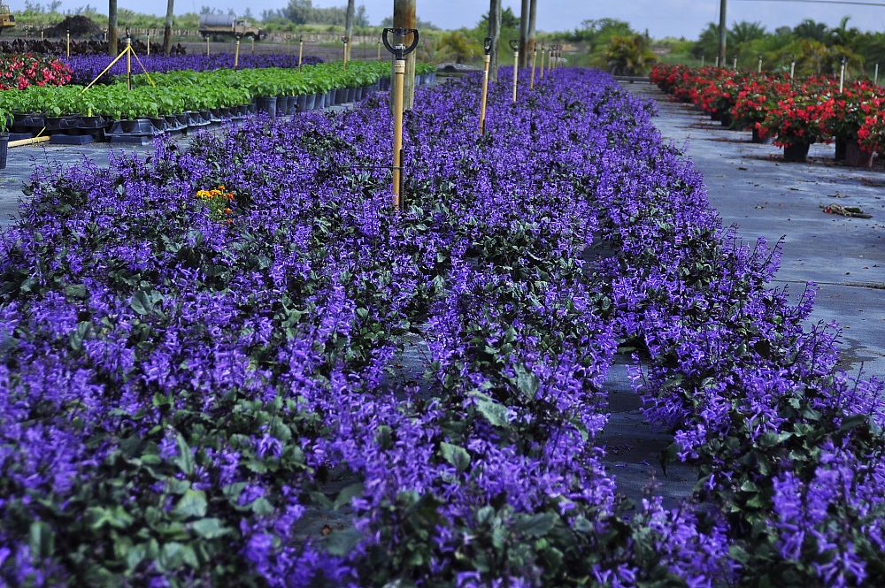 plectranthus-mona-lavender