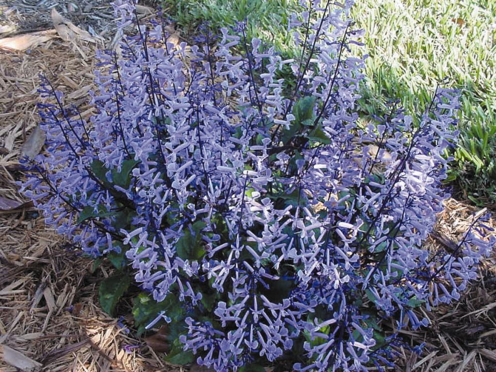 plectranthus-mona-lavender
