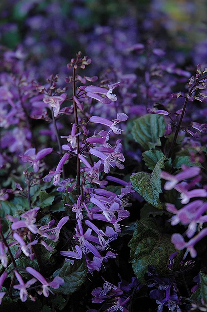 plectranthus-mona-lavender