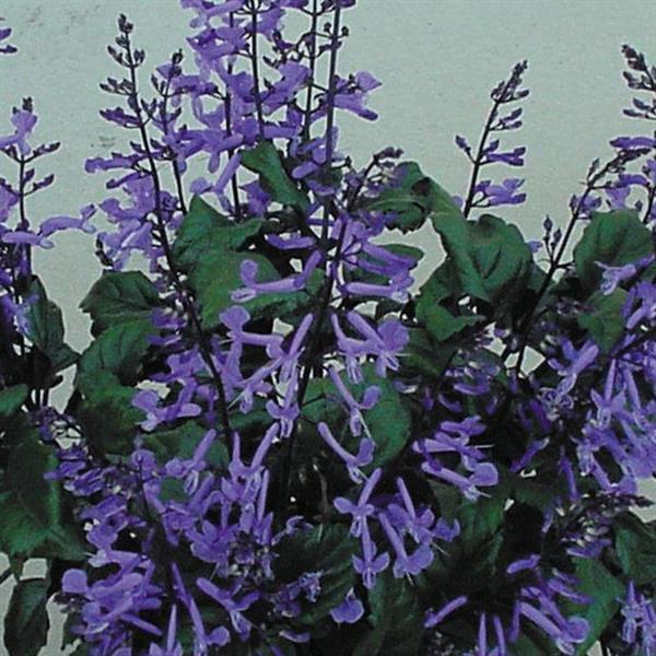 plectranthus-mona-lavender