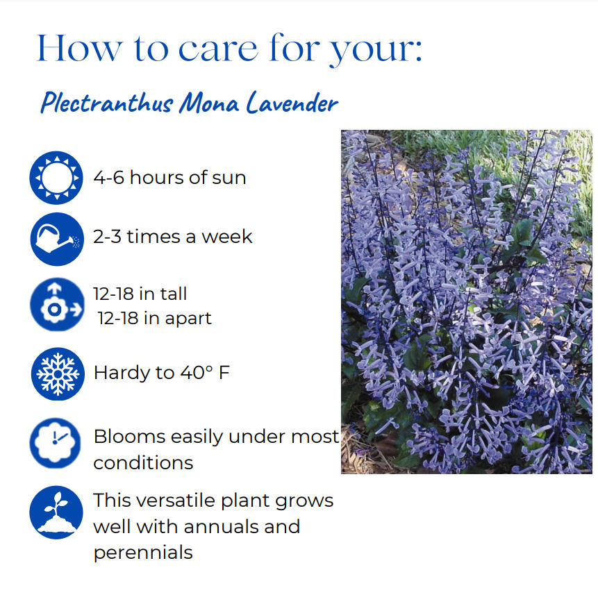plectranthus-mona-lavender