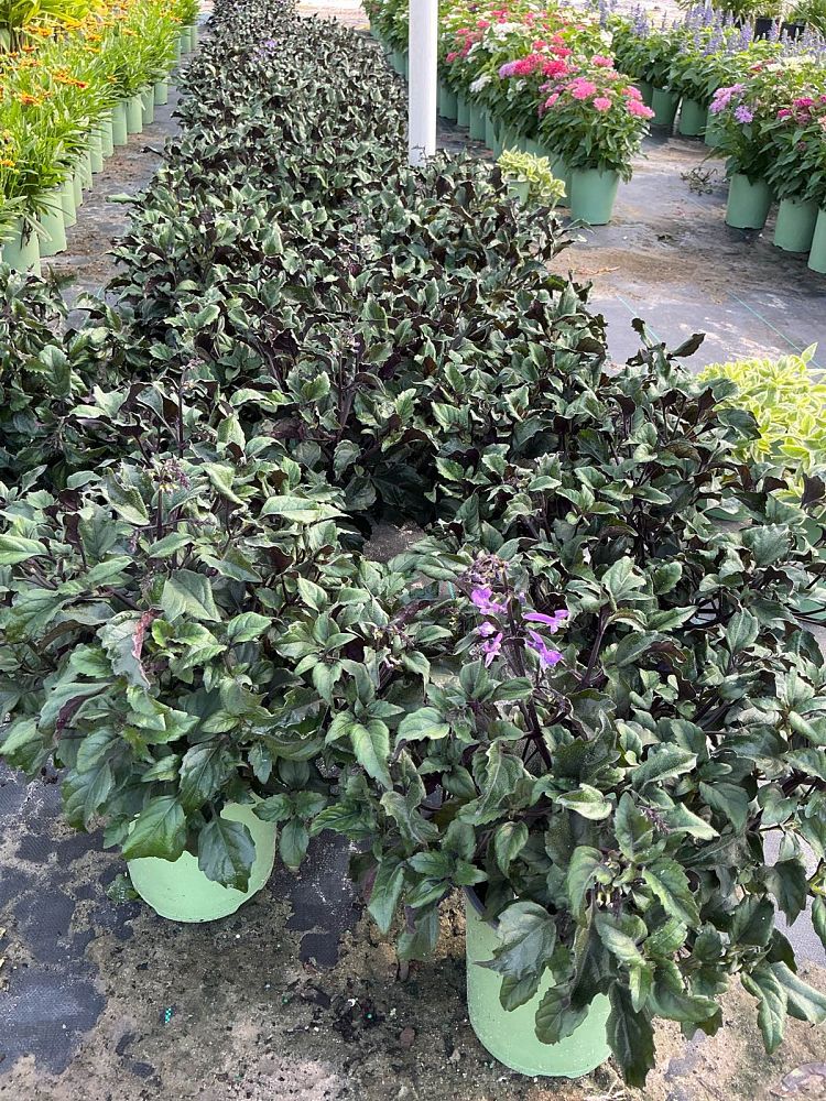 plectranthus-mona-lavender