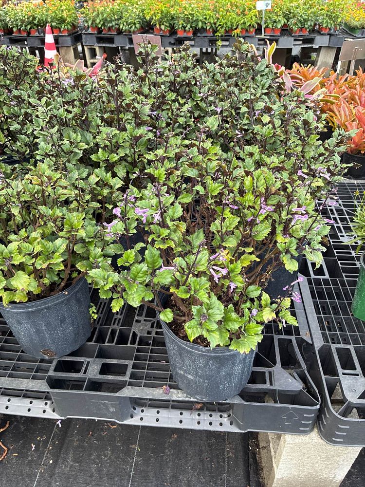 plectranthus-mona-lavender
