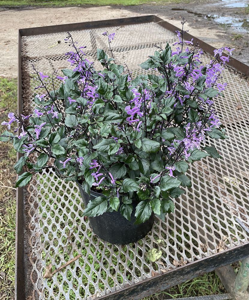 plectranthus-mona-lavender