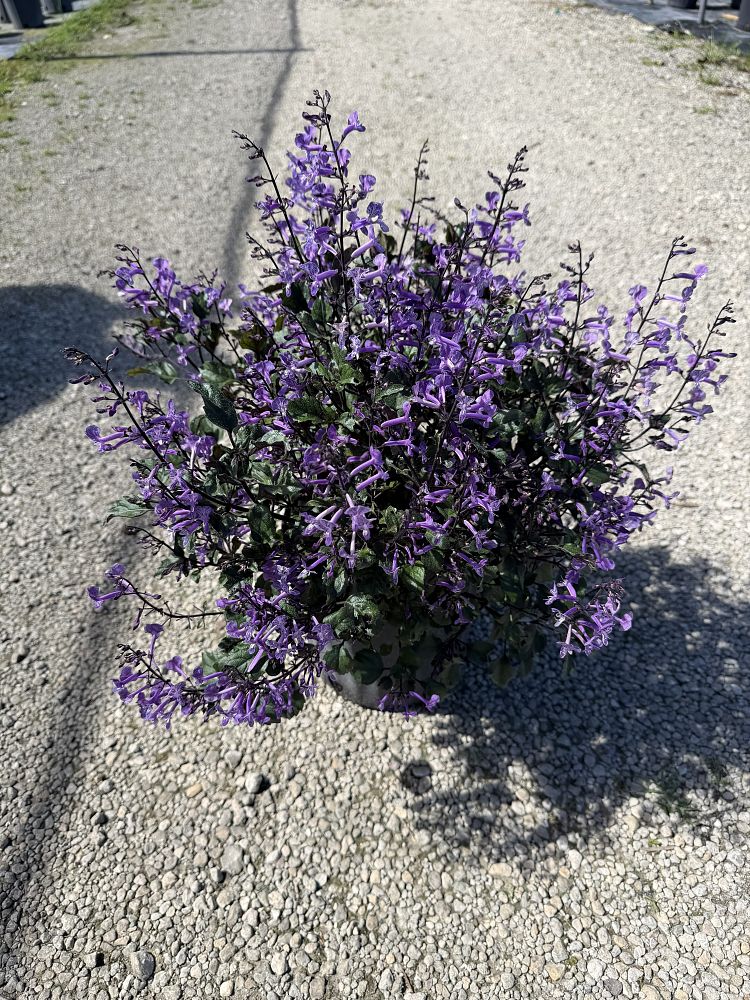 plectranthus-mona-lavender