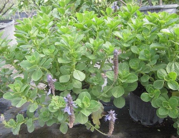 plectranthus-neochilus