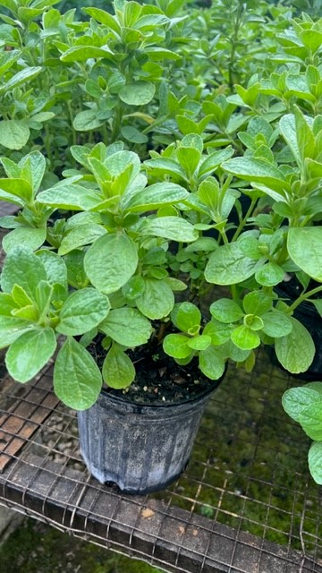 plectranthus-neochilus