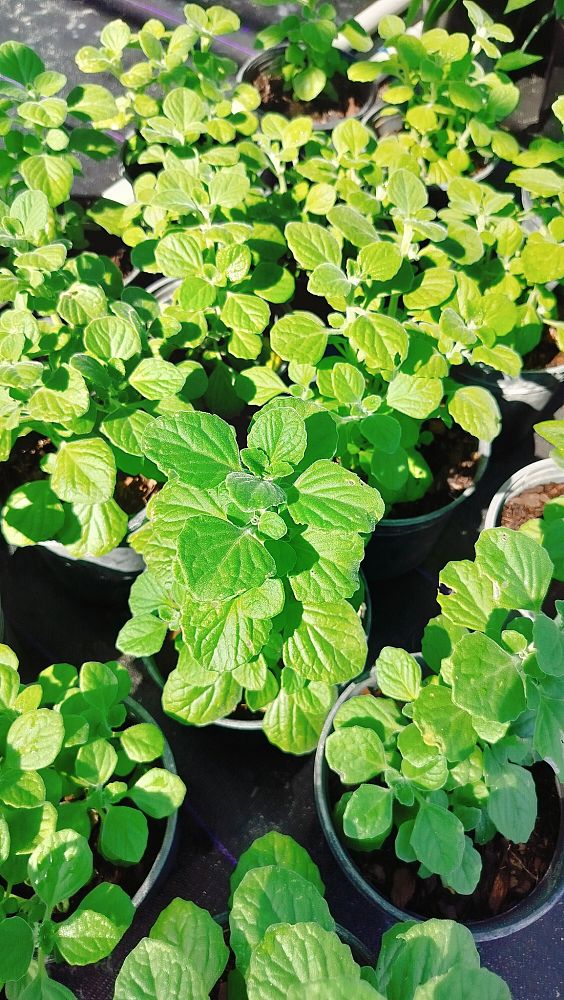 plectranthus-tomentosa-succulent-coleus-vicks-plant