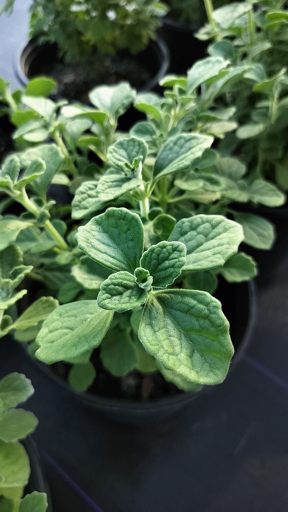 plectranthus-tomentosa-succulent-coleus-vicks-plant