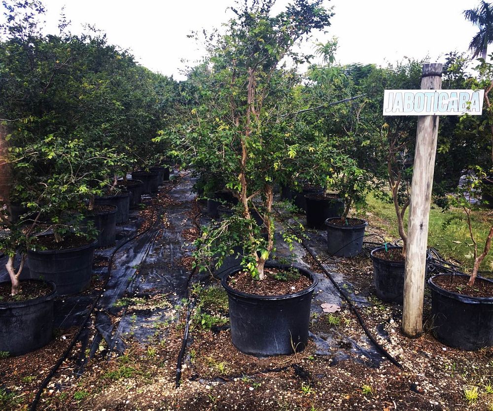 plinia-cauliflora-jaboticaba-myrciaria-cauliflora