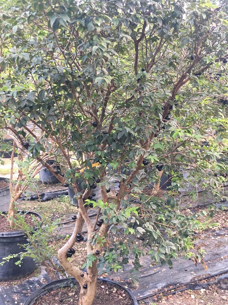 plinia-cauliflora-jaboticaba-myrciaria-cauliflora