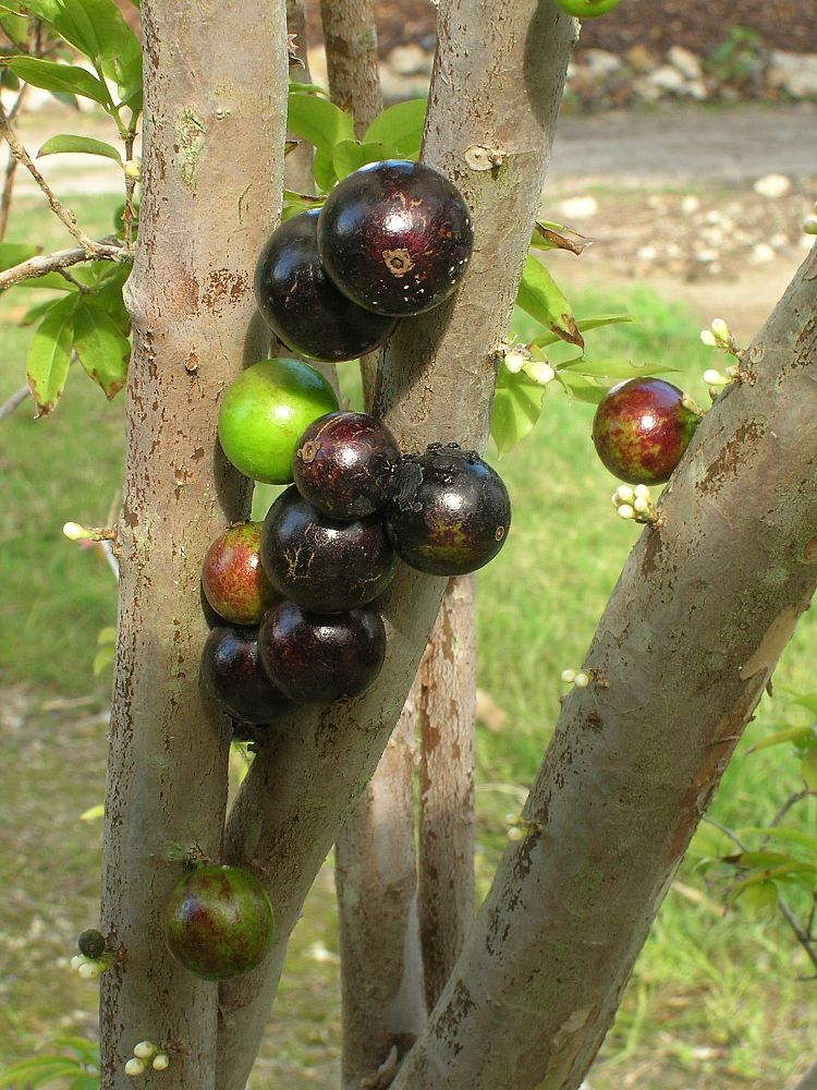 plinia-cauliflora-jaboticaba-myrciaria-cauliflora